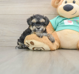 8 week old Yorkie Poo Puppy For Sale - Florida Fur Babies