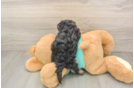 Cute Yorkie Poo Baby