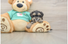 Petite Yorkie Poo Poodle Mix Pup