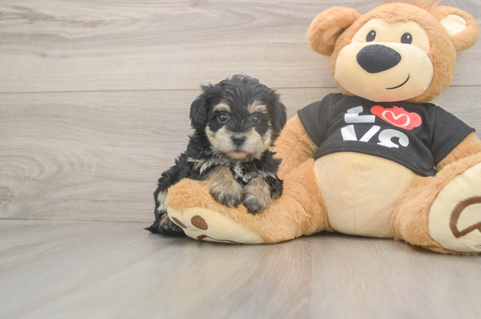 5 week old Yorkie Poo Puppy For Sale - Florida Fur Babies