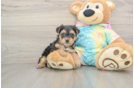 Yorkie Poo Puppy for Adoption
