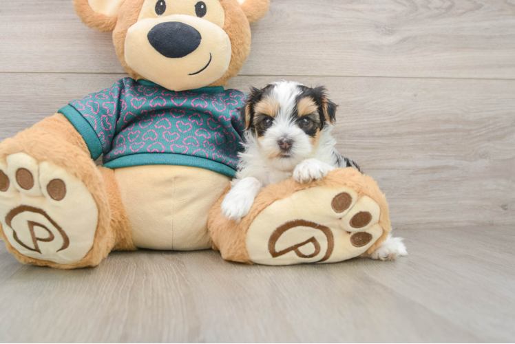 Friendly Yorkie Poo Baby