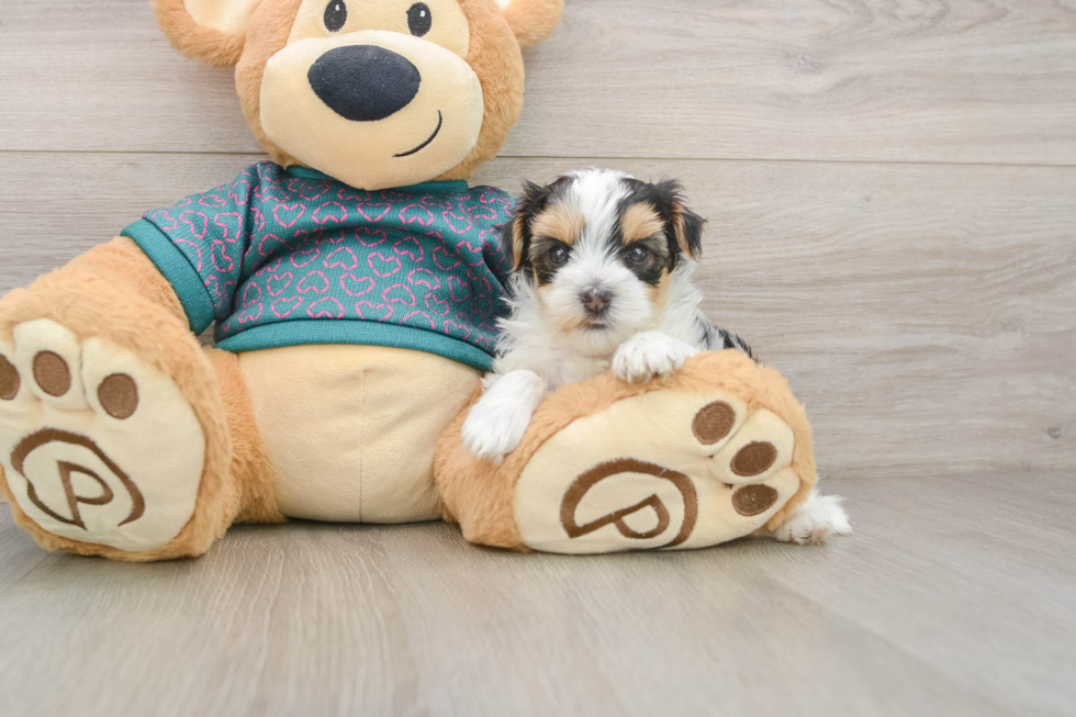Friendly Yorkie Poo Baby