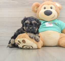9 week old Yorkie Poo Puppy For Sale - Florida Fur Babies