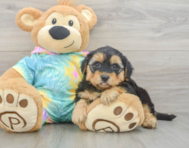 7 week old Yorkie Poo Puppy For Sale - Florida Fur Babies