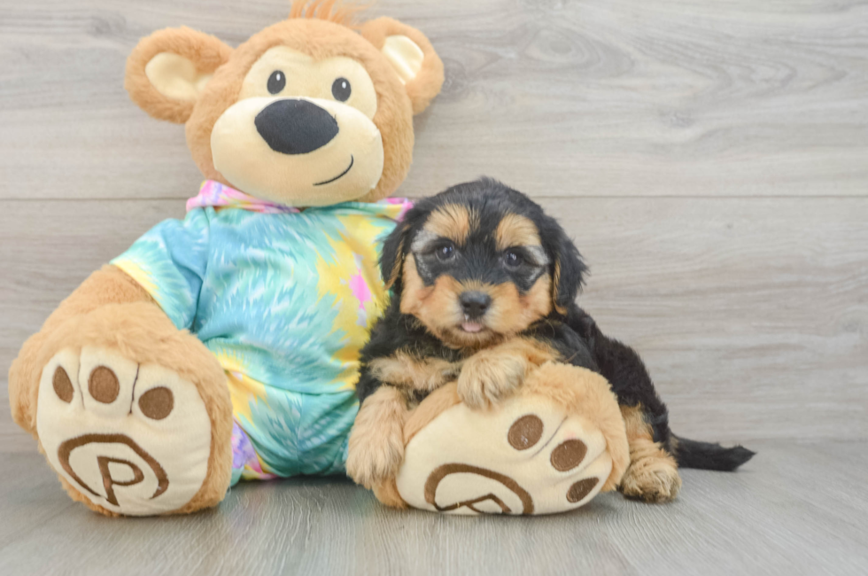 5 week old Yorkie Poo Puppy For Sale - Florida Fur Babies