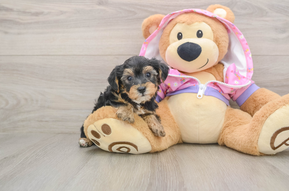 5 week old Yorkie Poo Puppy For Sale - Florida Fur Babies