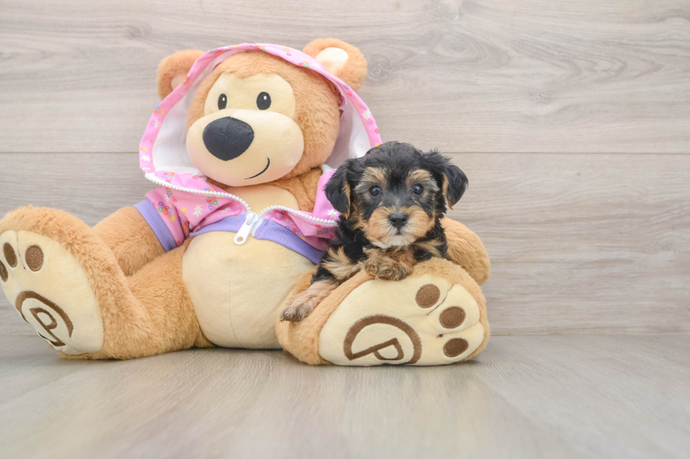 Happy Yorkie Poo Baby