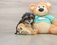 8 week old Yorkie Poo Puppy For Sale - Florida Fur Babies