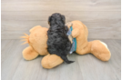 Friendly Yorkie Poo Baby