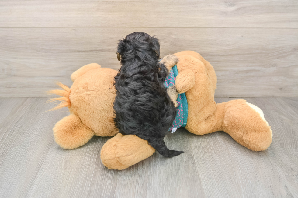 Friendly Yorkie Poo Baby