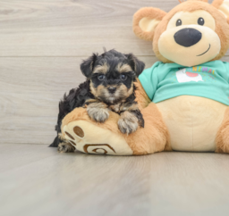8 week old Yorkie Poo Puppy For Sale - Florida Fur Babies