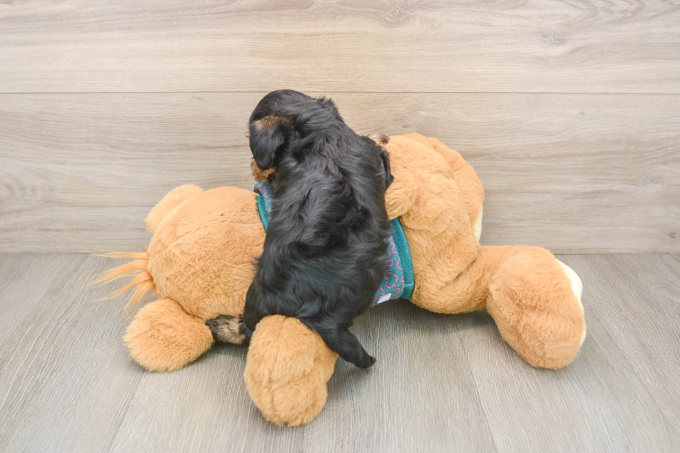 Sweet Yorkie Poo Baby