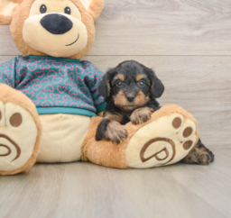8 week old Yorkie Poo Puppy For Sale - Florida Fur Babies