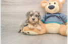 Playful Yo Yo Poo Poodle Mix Puppy