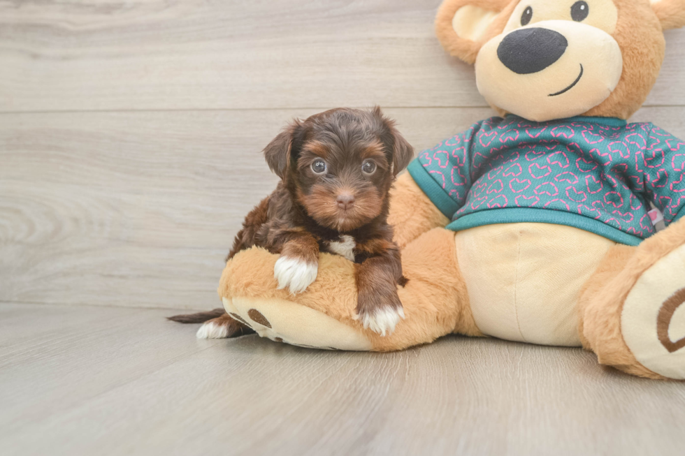 Best Yorkie Poo Baby