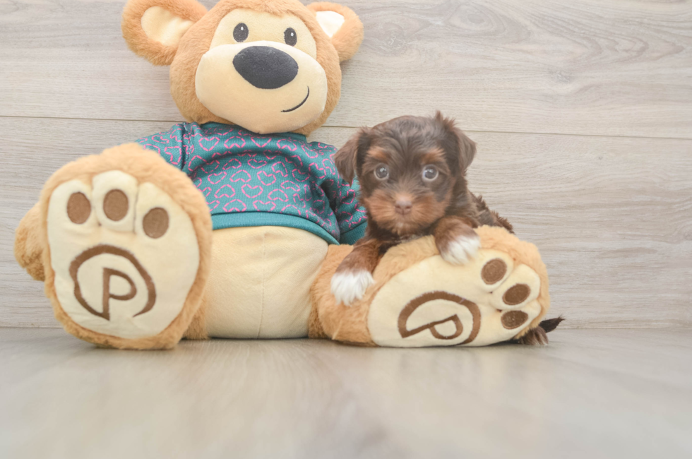 5 week old Yorkie Poo Puppy For Sale - Florida Fur Babies