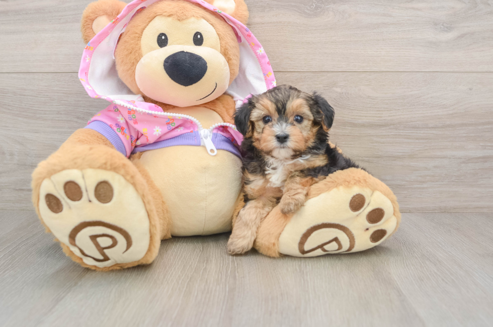 5 week old Yorkie Poo Puppy For Sale - Florida Fur Babies