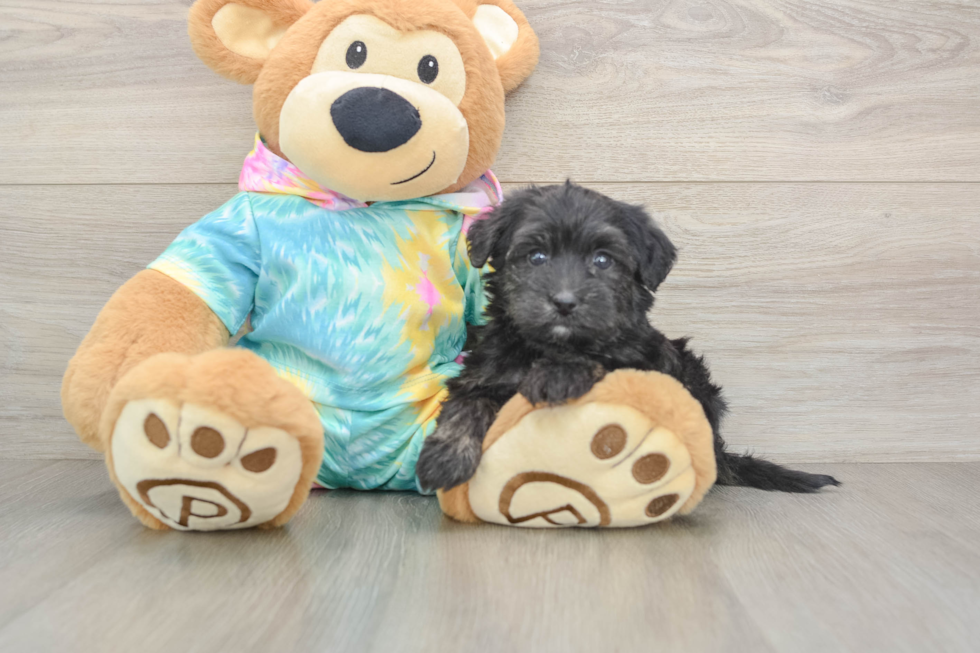 Best Yorkie Poo Baby