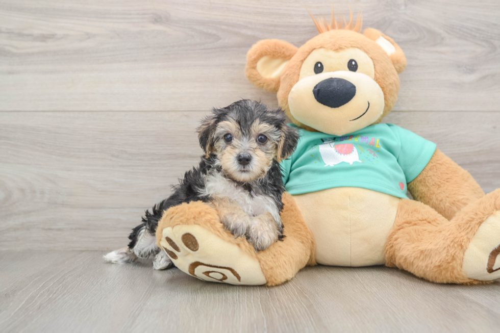Little Yorkie Poodle Mix Poodle Mix Puppy