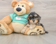 8 week old Yorkie Poo Puppy For Sale - Florida Fur Babies