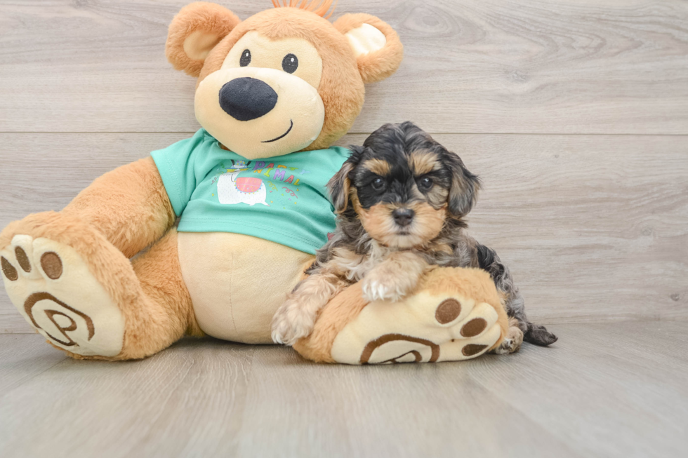 Yorkie Poo Pup Being Cute
