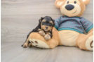 Petite Yorkie Poo Poodle Mix Pup