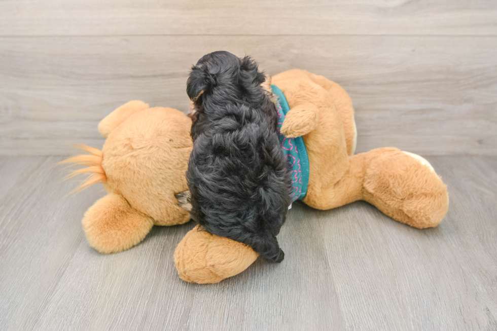 Popular Yorkie Poo Poodle Mix Pup