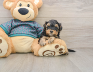 8 week old Yorkie Poo Puppy For Sale - Florida Fur Babies