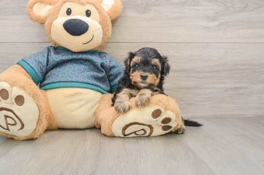 Best Yorkie Poo Baby