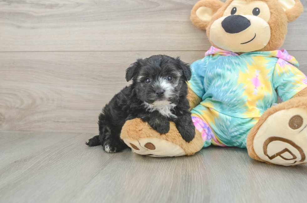 5 week old Yorkie Poo Puppy For Sale - Florida Fur Babies