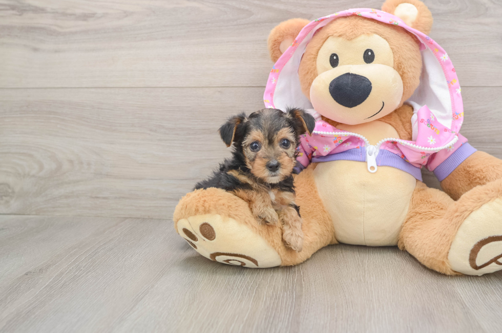 5 week old Yorkie Poo Puppy For Sale - Florida Fur Babies