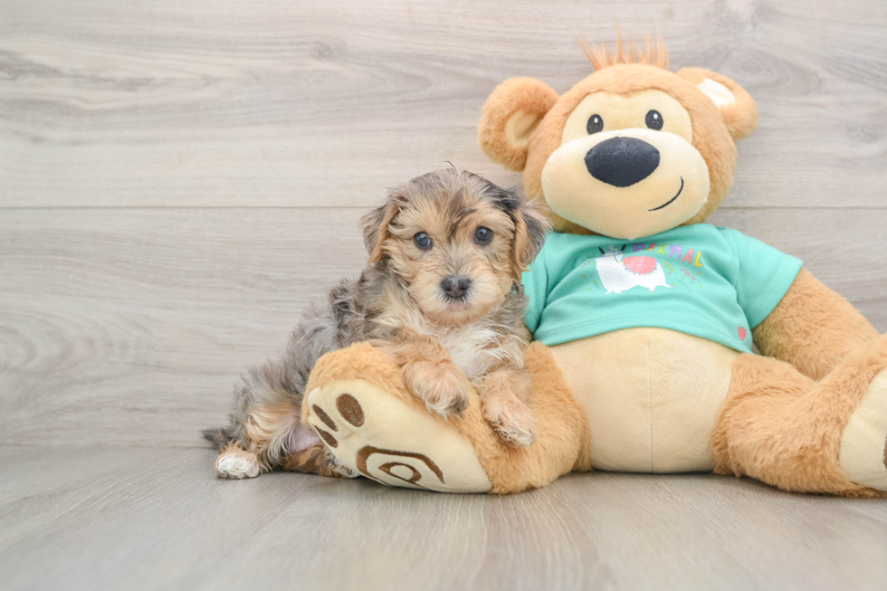 Happy Yorkie Poo Baby