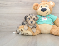 9 week old Yorkie Poo Puppy For Sale - Florida Fur Babies