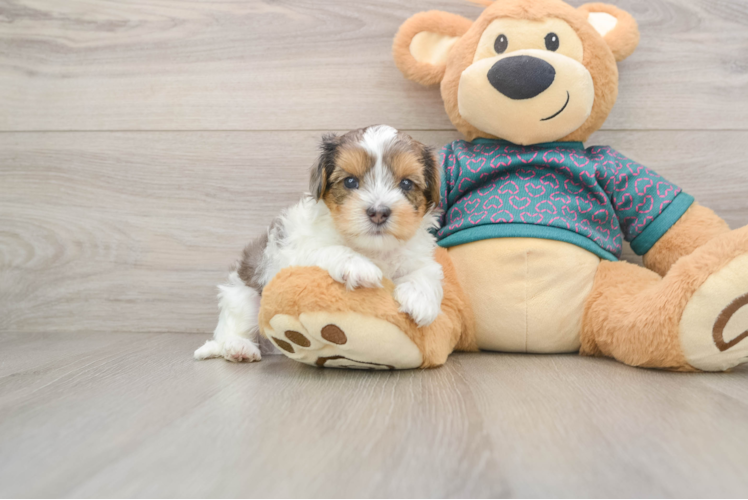 Yorkie Poo Puppy for Adoption
