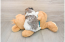 Yorkie Poo Puppy for Adoption