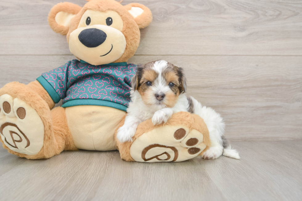Best Yorkie Poo Baby