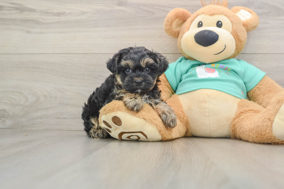 Yorkie Poo Puppy for Adoption