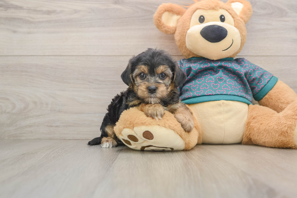 Energetic Yorkipoo Poodle Mix Puppy