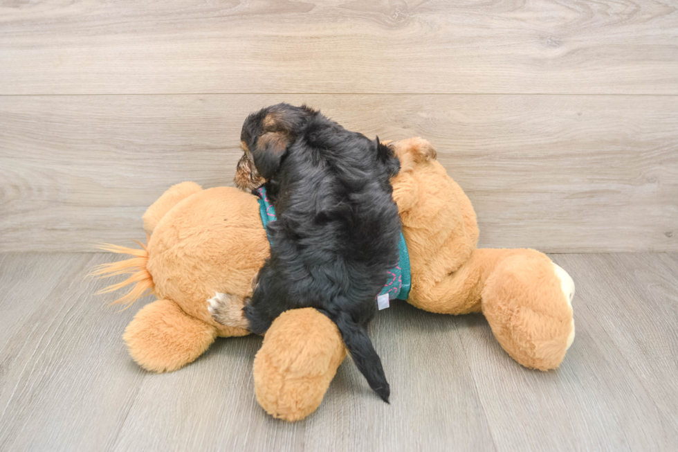 Cute Yorkie Poo Baby