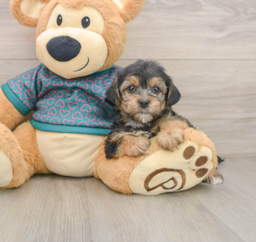 8 week old Yorkie Poo Puppy For Sale - Florida Fur Babies