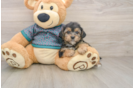 Petite Yorkie Poo Poodle Mix Pup
