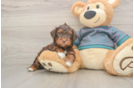 Cute Yorkie Poo Baby