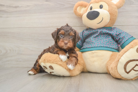 Cute Yorkie Poo Baby