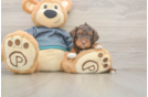 Yorkie Poo Puppy for Adoption