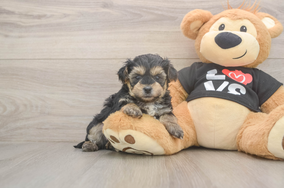 5 week old Yorkie Poo Puppy For Sale - Florida Fur Babies