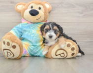 8 week old Yorkie Poo Puppy For Sale - Florida Fur Babies