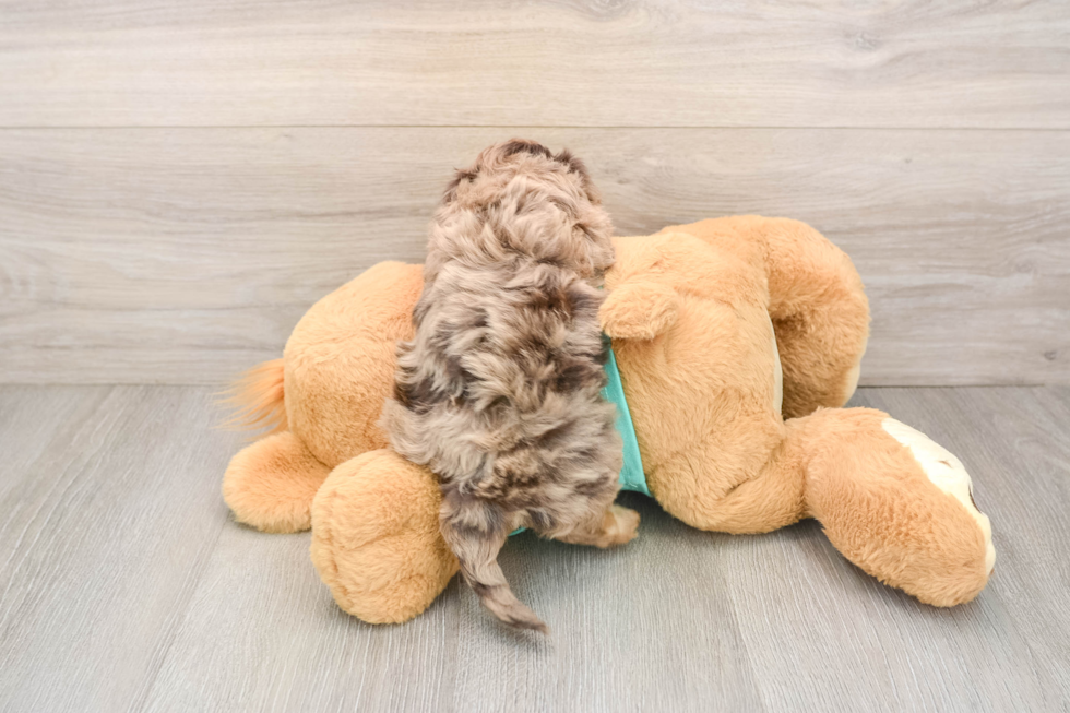 Yorkie Poo Pup Being Cute