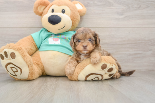 Yorkie Poo Pup Being Cute