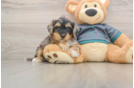 Energetic Yorkipoo Poodle Mix Puppy